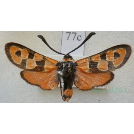 Zygaena fausta (Linnaeus, 1767) Kraśnik cieciorkowiec Francja77c